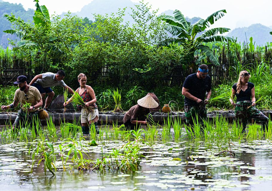 Ninh Binh: Buffalo riding, rice planting group tour - Rice Planting With Local People: What You Actually Do