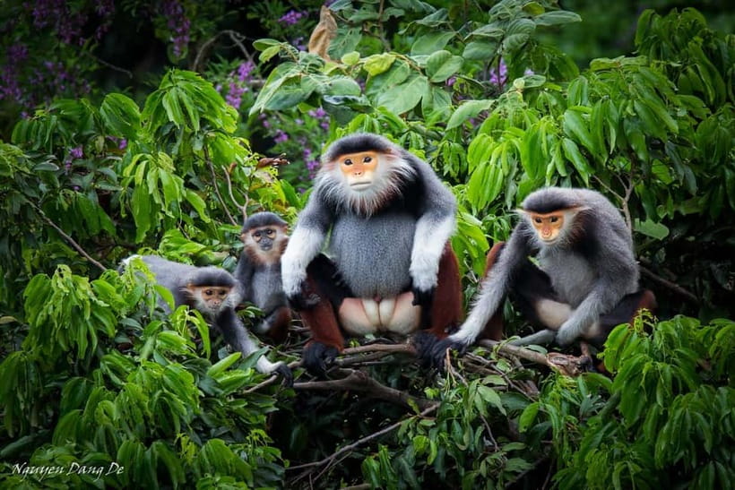 Ninh Binh: Cuc Phuong Jungle Hike & Wildlife Day Trip - Ninh Binh’s Best Jungle Detour: Cuc Phuong in 9 Hours