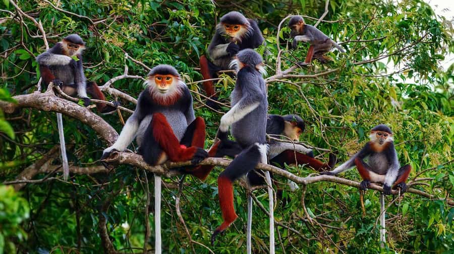 Ninh Binh: Cuc Phuong National Park 1 Day Small Group - Key Highlights You’ll Actually Feel