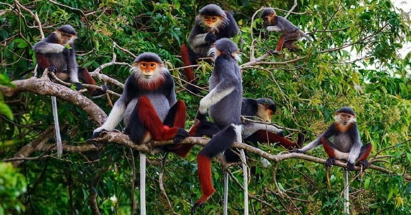 Ninh Binh : Cuc Phuong National Park One Day Group Tour - The Endangered Primate Rescue Center: quick, clear, and worth your attention