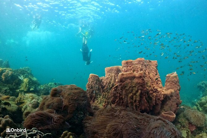 OnBird - PRIVATE ADVENTURE SNORKELING - explore Half-moon reef & Coral Mountain - Private snorkeling in Phu Quoc: why this feels different