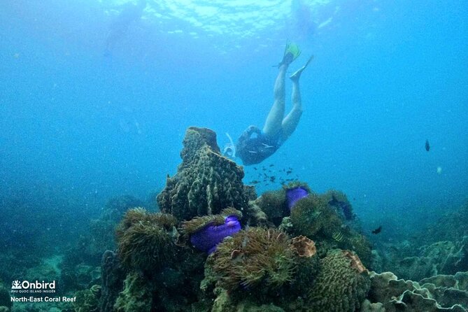 OnBird - PRIVATE ADVENTURE SNORKELING - explore Half-moon reef & Coral Mountain - Half-moon Reef snorkeling: how to get the most from session one