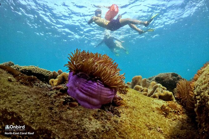 OnBird - PRIVATE ADVENTURE SNORKELING - explore Half-moon reef & Coral Mountain - Coral Mountain snorkeling: session two with a different feel