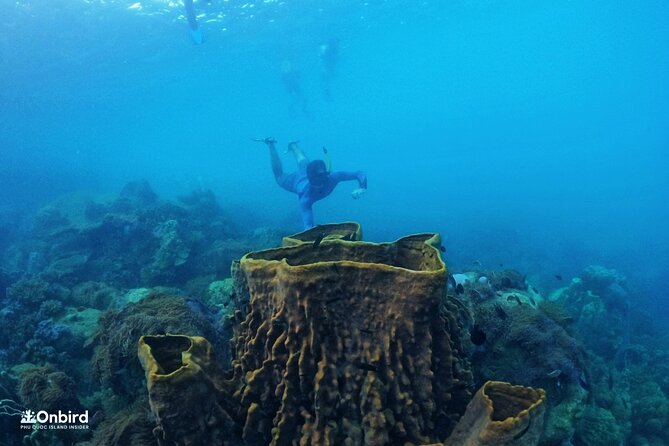 OnBird - PRIVATE ADVENTURE SNORKELING - explore Half-moon reef & Coral Mountain - Snorkeling gear and training that actually help