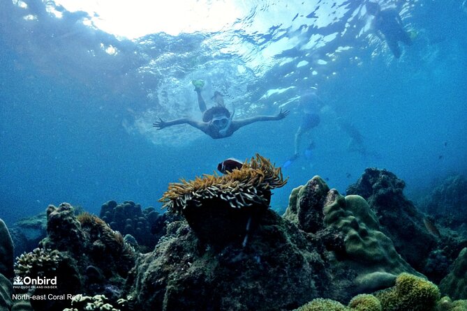 OnBird - PRIVATE ADVENTURE SNORKELING - explore Half-moon reef & Coral Mountain - The guide makes the reef, not just the route