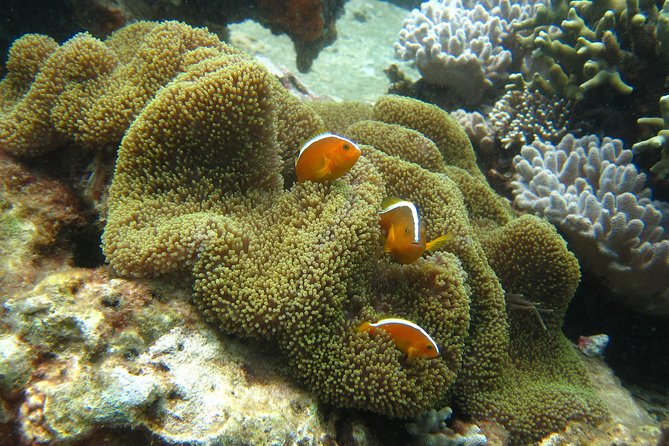 PADI Discover Scuba Diving - introduction program for beginners - Hon Mun expectations: confirm the reef location
