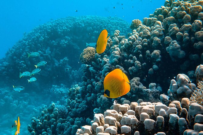 PADI Open Water Diver Course | For beginners - Timing, pickup, and mobile ticket: the logistics that reduce stress