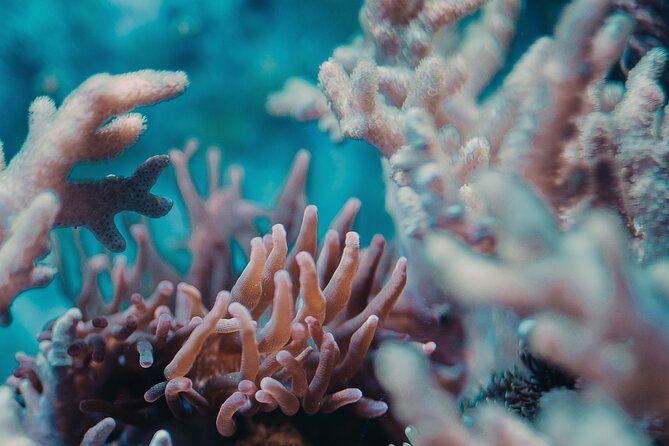 PADI Open Water Diver Course | For beginners - What the $550 price really buys you