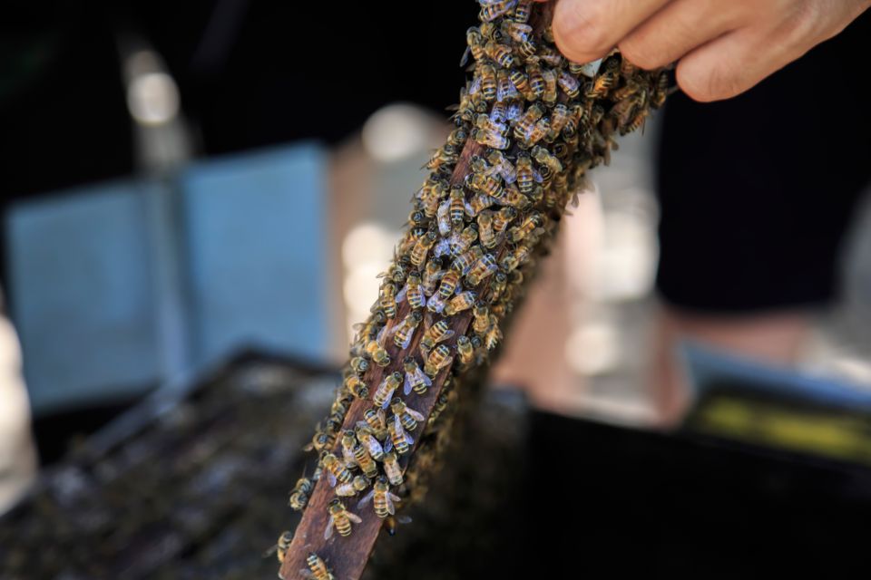 Phu Quoc Land 1: Southern Tour & Sao Beach - Pearl farm and jewelry designing: learn the process, then decide how much to shop