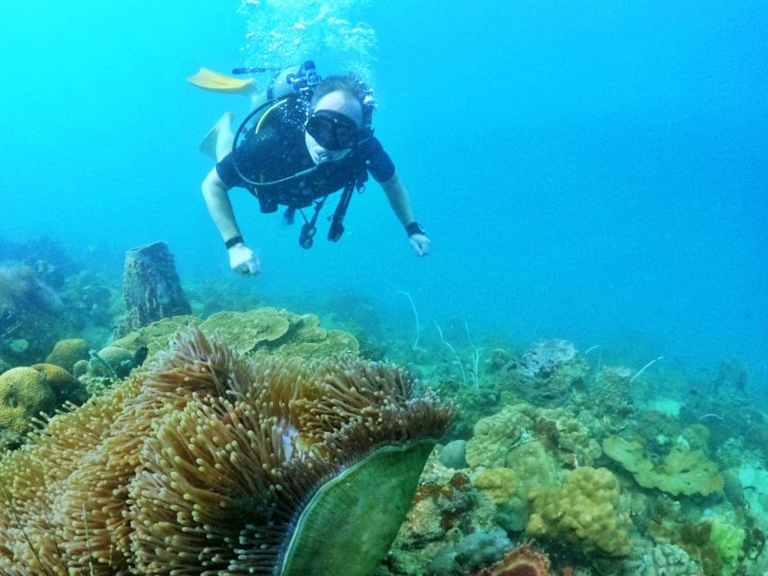 Phu Quoc: Scuba Diving Experience for All Levels - What you’ll see: fish, coral, and wildlife spotting with a guide