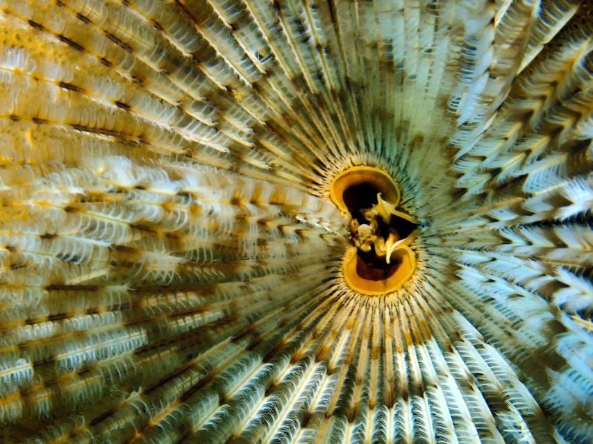Phu Quoc: Scuba Diving Experience for All Levels - Gear and comfort: what to bring and what not to stress