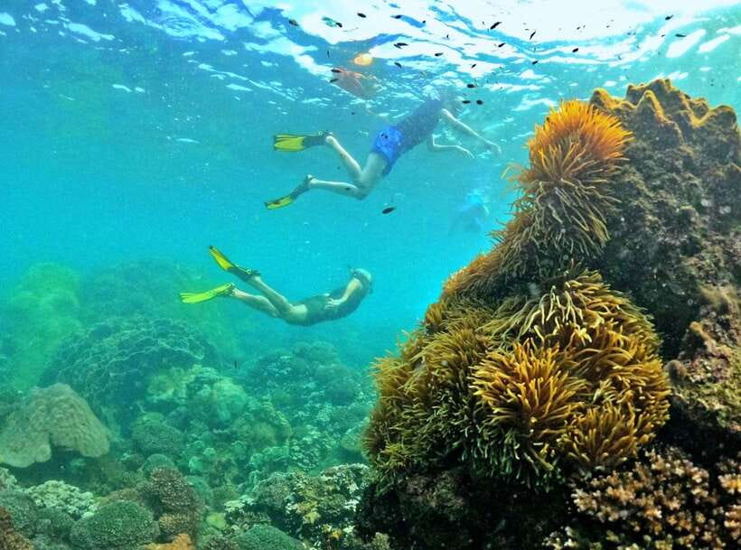 Phu Quoc Small-group Snorkeling to the Coral Jungle Reef - Reef Health Reality Check: Bleaching Can Change the Colors