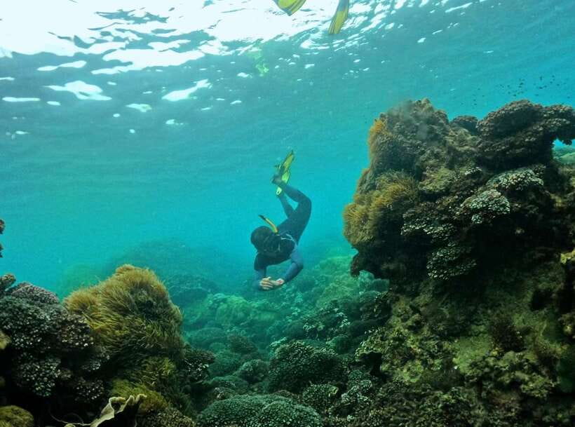 Phu Quoc Small-group Snorkeling to the Coral Jungle Reef - Why This Coral Jungle Reef Trip Feels Less Like a Factory Tour