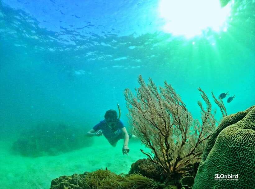 Phu Quoc Small-group Snorkeling to the Coral Jungle Reef - Coral Jungle Reef Snorkeling: What You’ll See and What Determines the View