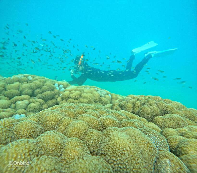 Phu Quoc: Speed Boat Tour 4 Islands - 2 Reefs Snorkeling - Speedboat + small group: the real reason this tour feels calmer
