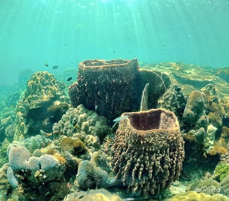 Phu Quoc Speedboat Pro Snorkeling: 4 Islands-2 Reefs & Meal - Stop-by-stop itinerary: beaches, two reefs, sun chairs, and sunset dinner