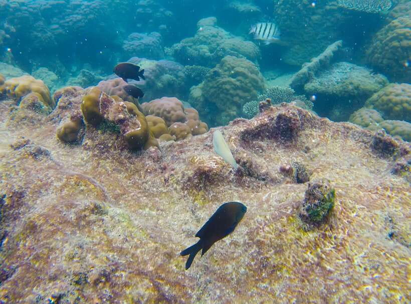 Phu Quoc Speedboat Trip: 3 Islands By Speedboat - Xuong Island: Snorkeling Right at the Coral Reef