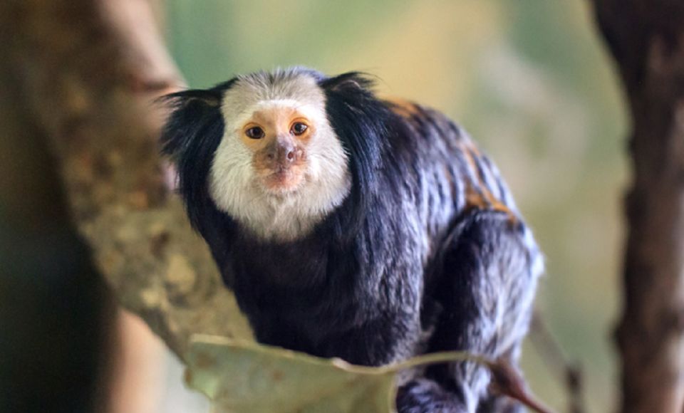 Phu Quoc: Vinpearl Safari Park Entry Ticket - What’s Included vs. What You’ll Pay For On-Site