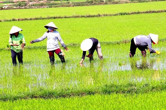 Private - An Authentic Mekong Local Version - Day Tour - Scooter Through Rice Fields and Dragon Fruit: The Best Part for Many People