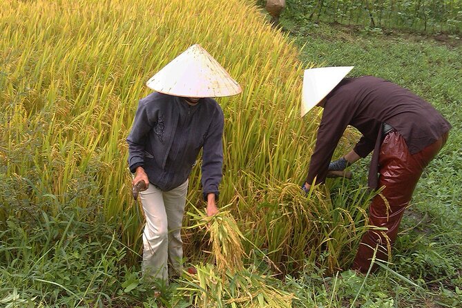 Private Cycling Tour in Rural Hue with Farming Experience - Getting out of Hue: the morning ride that sets the tone