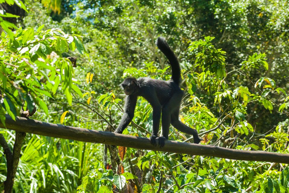 Private Day Tour: Cuc Phuong National Park from Hanoi - Endangered Primate Rescue Center and langurs: conservation you can actually see