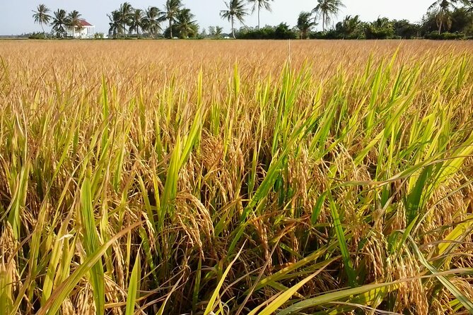 Private Mekong Delta Less Tourist - Coconut Island Tour - Key points before you go