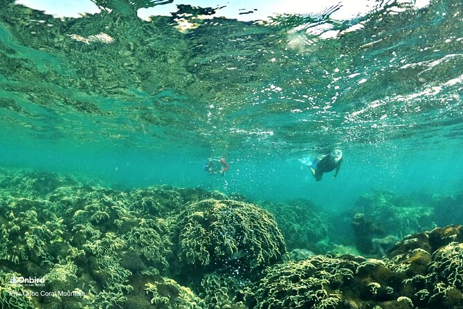 PRO-SNORKELING to Explore Hidden Coral Reefs (MAX 12 PAX) - What “underwater instructors” change for you