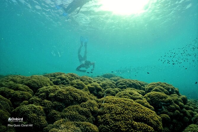 PRO-SNORKELING to Explore Hidden Coral Reefs (MAX 12 PAX) - Reef-friendly choices that make the end of day feel right