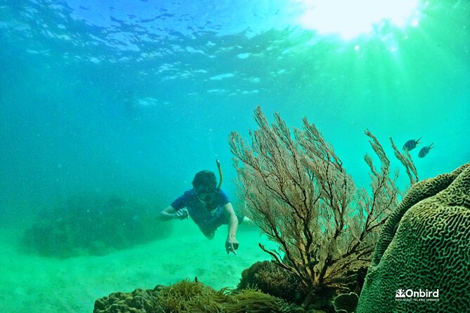 PRO-SNORKELING to Explore The Coral Jungle REEF (MAX 10 PAX) - The snorkeling experience: what to expect at Coral Jungle Reef