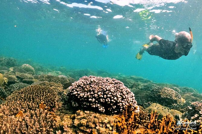 PRO-SNORKELING to Explore The Coral Jungle REEF (MAX 10 PAX) - Old Phu Quoc by speedboat, then a peaceful beach reset