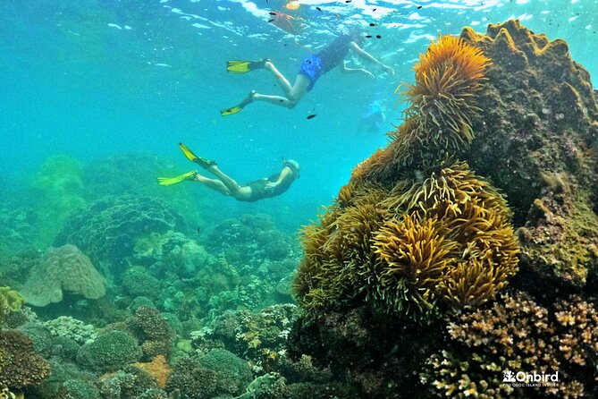 PRO-SNORKELING to Explore The Coral Jungle REEF (MAX 10 PAX) - Price and value: is $58.26 a fair deal?