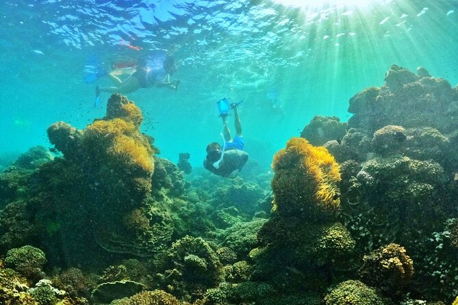 PRO-SNORKELING to Explore The Coral Jungle REEF (MAX 10 PAX) - Tips to get the best day on the water