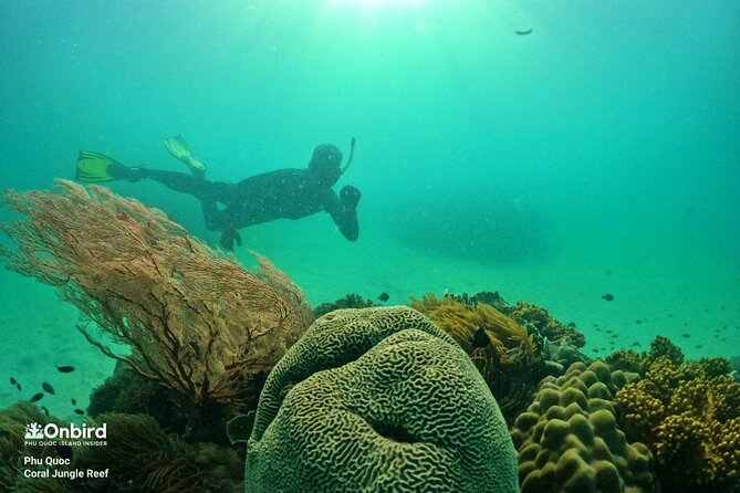 PRO-SNORKELING to Explore The Coral Jungle REEF (MAX 10 PAX) - Should you book the Coral Jungle Reef snorkeling with OnBird?