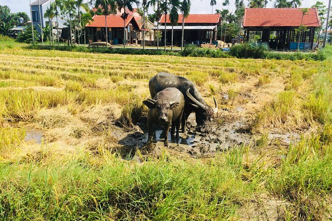 Riding Water Buffalo and Basket Boat Hoi An Private Bike Tour - How Tom turns a ride into a learning experience