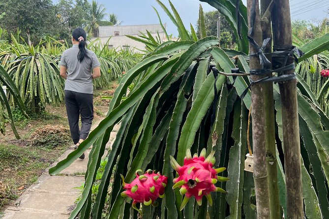 Rural Can Tho Biking Trail - Dragon fruit farm: the fruit-field side of Can Tho agriculture