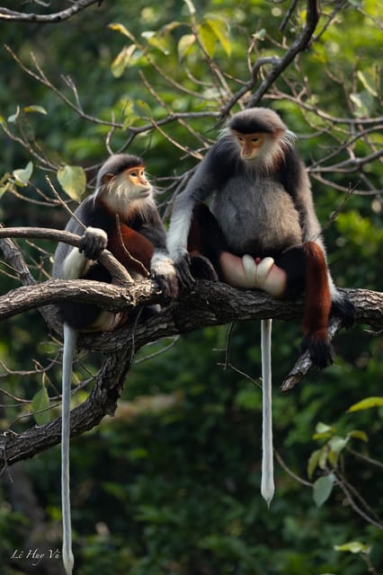 Safari - Finding the most endangered monkey in the World - The 2.5-3 Hour Route: Motorbike Climb, Quiet Stops, and a Short Walk