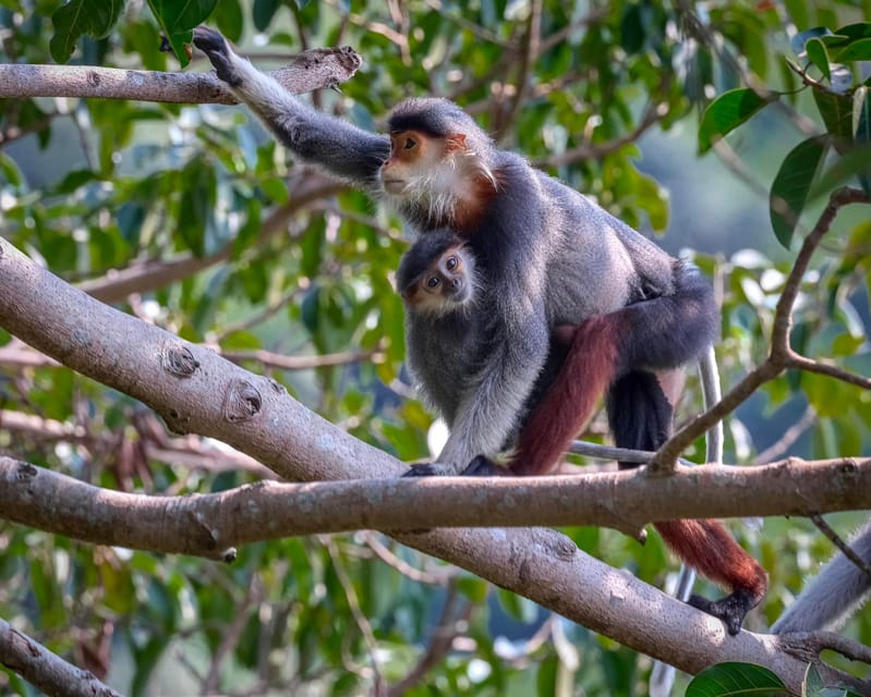 Safari - Finding the most endangered monkey in the World - Finding the Queen of Primates: Binoculars, Luck, and Smart Observation