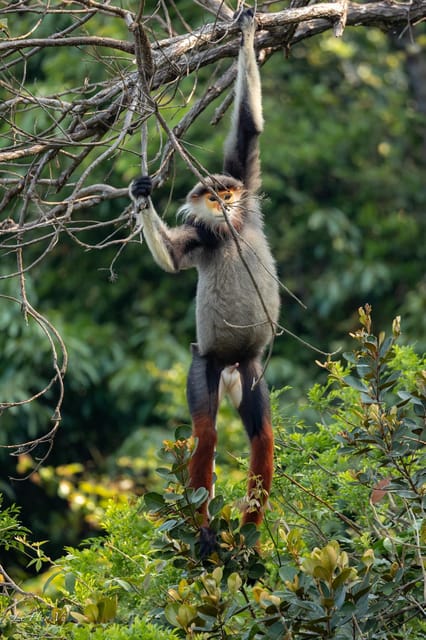Safari - Finding the most endangered monkey in the World - What You Actually Learn About the Langurs on the Trail