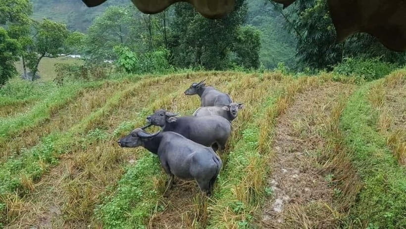 SAPA: 2 DAY TREK MOUNTAIN RICE FIELD WITH LINH'S HOMESTAY - Price and Value: What You’re Paying For (and What to Budget)