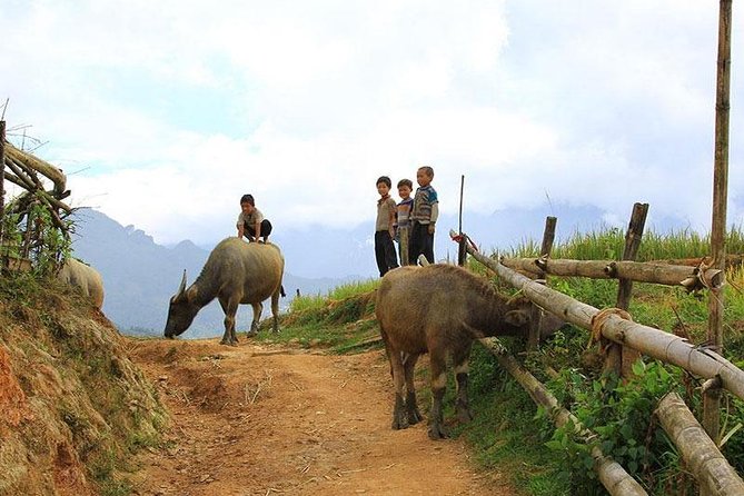 Sapa 2 days 1 night trekking Lao Chai Ta Van - Fansipan mountain by cable car - Y Linh Ho on the Way: A Fast Look at Terrace Beauty