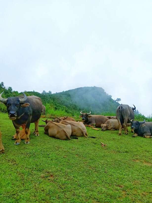 SAPA: 2 DAYS Walking & 1 night at Homestay with LOCAL GUIDE - Day 1: Ham Rong Mountain, Hang Da, and arriving in Giang Ta Chai Mong