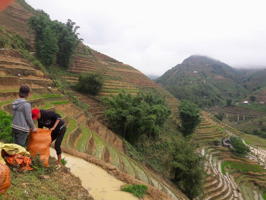 Sapa beautiful rice field, village - Easy walking kid,senior - Village path time: traditional wooden houses and paddy-field strolls