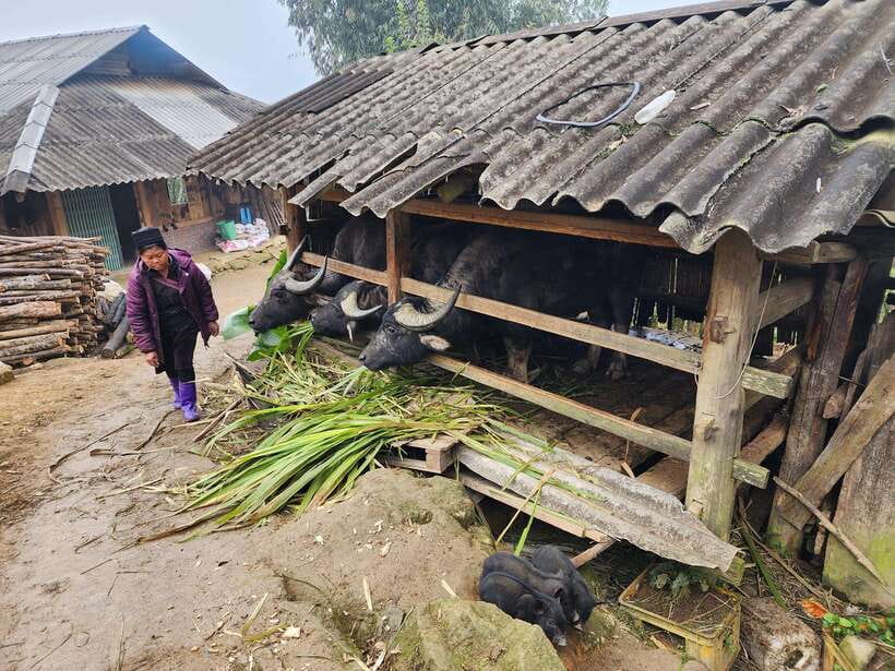Sapa: Discover the Secrets of the Red Dao: A Healing Journey - Ta Phin village and the Red Dao herbal bath: the heart of the story