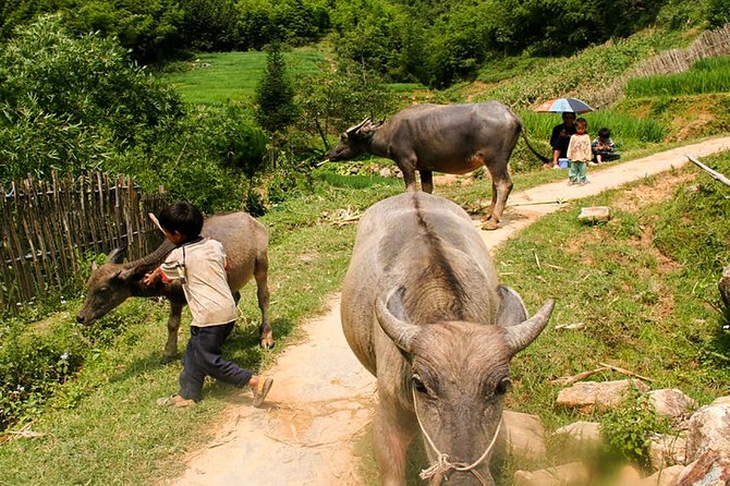 Sapa Easy Trekking Tour 1 Day - Rice Paddies and Cultures - Easy trekking in name, but real walking in practice