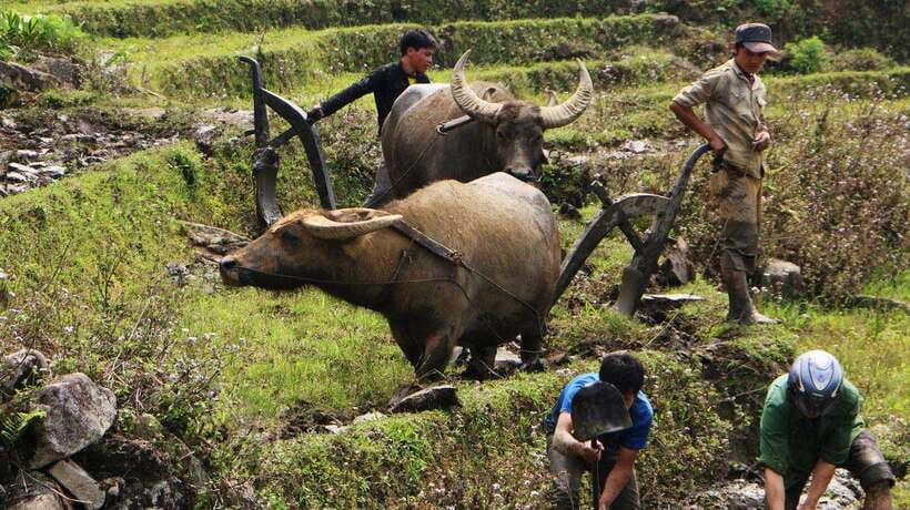 SAPA FREE 1 DAY TREEKKING WITH CHAN - Key Things I’d Book This For