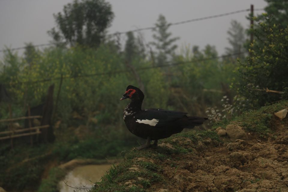 Sapa: Local Exploration on a Guided Motorbike Tour - Passenger ride or drive yourself: options and what to tell the guide