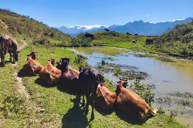 Sapa The Hidden Trail Trek 1 Day - Mountain & Rice Valley - Lunch and bottled water: included, but keep expectations realistic