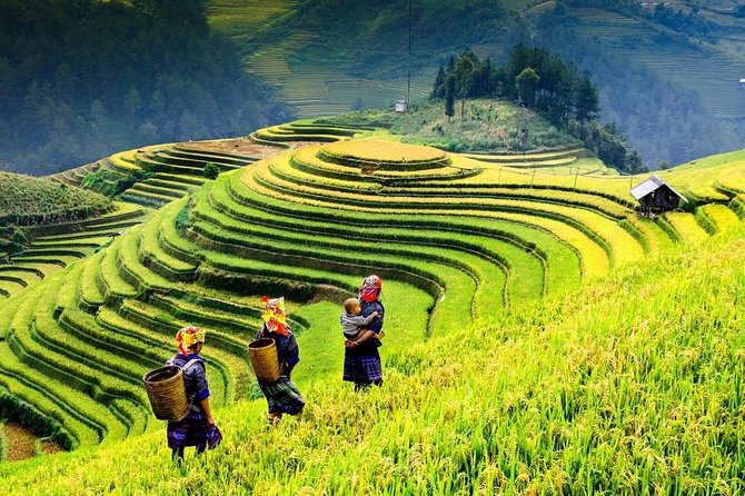 Sapa trekking 2days by bus from Hanoi ( over night in homestay) - Day 2: Bamboo Forest, Rice Fields, and a Suspension Bridge Into Giang Ta Chai