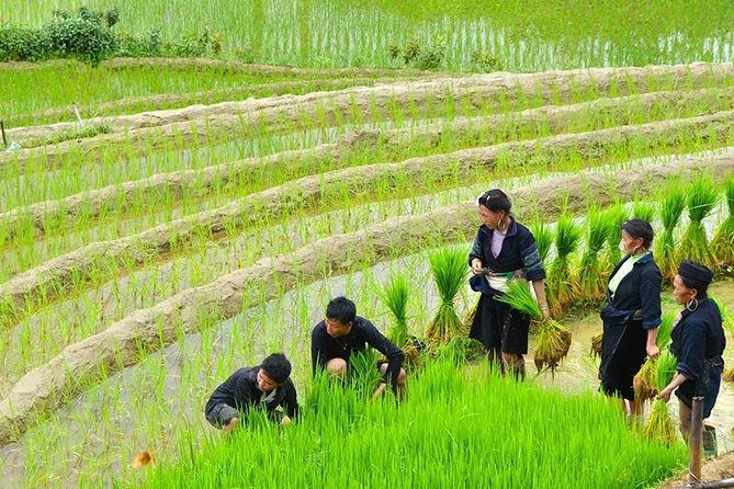 Sapa Trekking Tour 2 Days 1 Night By Bus - Day 2: two different experiences depending on homestay vs hotel