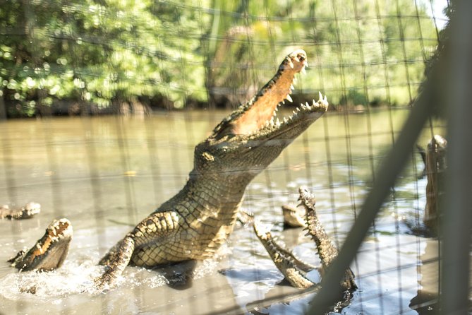 Small-Group Tour to Can Gio Vam Sat Mangrove Forest - Crocodile Lake Walks and Monkey Chances on the Forest Edge